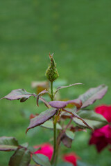 Rose bud with aphids.