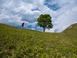 Fototapeta premium Mountain trail runner on grassy ridge with lone beech tree