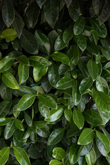 Beautiful green leaves background.