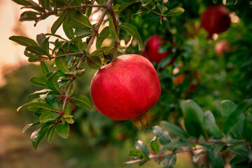 Pomegranate fruit on a tree