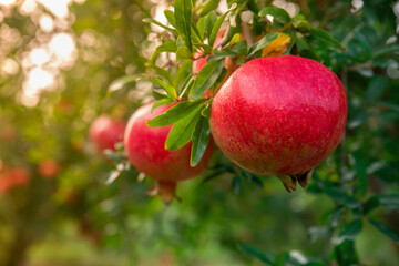 Pomegranate fruit on a tree