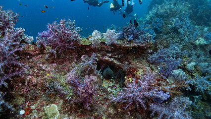 Naklejka na ściany i meble soft coral with moray