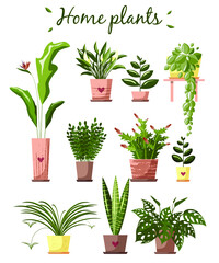 Fototapeta na wymiar Set house plants and home flowers in pots on white background. Flat style vector