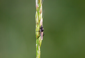 Eine Nahaufnahme einer Fliege oder eines fliegenähnliches Insektes.
