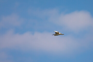 Garceta común (Egretta garzetta) volando de derecha a izquierda en un cielo azul