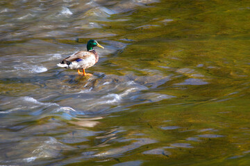 Ánade real macho (anas platyrhynchos) en un río primaveral
