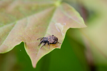 Nahaufnahme eines Rüsselkäfers. Curculionidae gehören zu den Käfern.