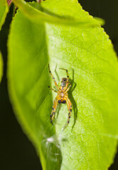 Eine Nahaufnahme einer winzigen kleinen Spinne auf einem Blatt.