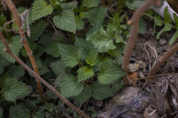 Young nettles next to a cut hazel tree 