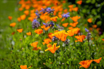 Vibrant Californian Poppies Growing in the Spring Sunshine © lemanieh