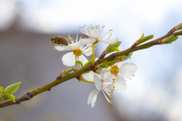 Plum blossoms with a bee on them 