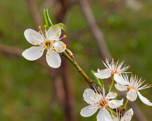 White blossomed plum blossoms in spring 