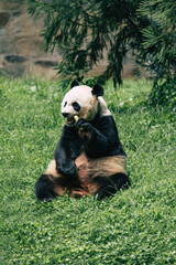 giant panda eating bamboo © Marko