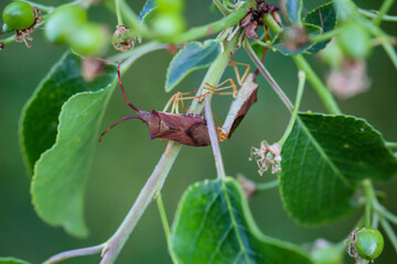 Nahaufnahme von Wanzen. Wanzen sind Insekten und geh&ouml;ren zur Ordnung der Schnabelkerfe.