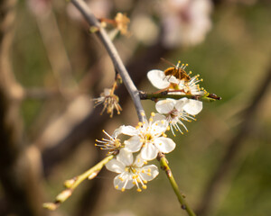 Plum blossoms with a bee on them 