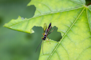Eine Nahaufnahme einer Fliege oder eines fliegenähnliches Insektes.