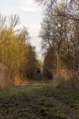 A path in the woods overlooking a raised hide in the distance 