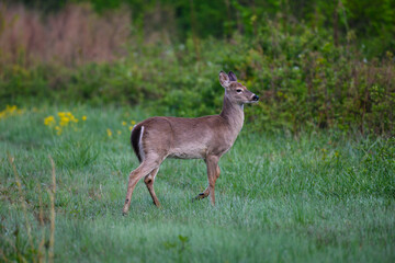 Whitetail Deer in a Meadow
