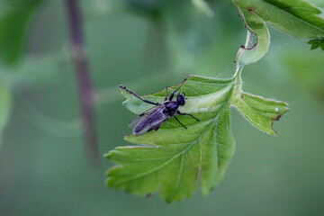 Eine Nahaufnahme einer Fliege oder eines fliegenähnliches Insektes.