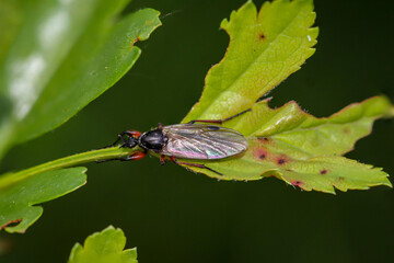 Eine Nahaufnahme einer Fliege oder eines fliegenähnliches Insektes.