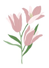 A bouquet of pink lilies with a stem and leaves. Botanical illustration. Isolated image on a white background. Design for posters, postcards, textiles, fabrics, wallpaper, wedding design.
