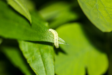 Die Raupe einer mutlichen Trapezeule an einerm Busch. Das sind Mordraupen die auch andere Raupen verzehren.