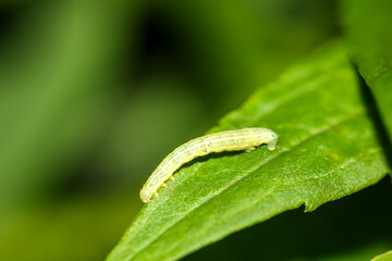 Die Raupe einer mutlichen Trapezeule an einerm Busch. Das sind Mordraupen die auch andere Raupen verzehren.