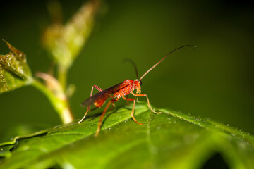 Eine Nahaufnahme einer Fliege oder eines fliegenähnliches Insektes.