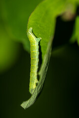 Vermutlich eine Raupe des Frühen Schlehenbusch Winterspanner oder auch der Theria rupicapraria..