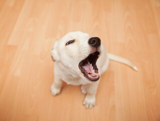 A Labrador puppy sits on the floor.
