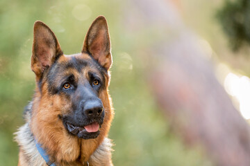 german shepherd dog in the forest