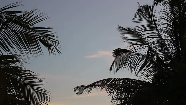 Footage of silhouette coconut trees moving in the wind and evening sky