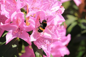Hummel