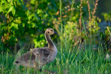 A Gosling Trying to Keep up with its Parents