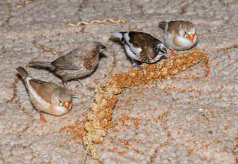 society and zebra finches feeding on millet ear on carpet
