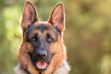 german shepherd dog in the forest, close up.