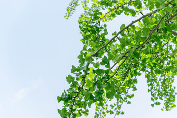 イチョウの若葉