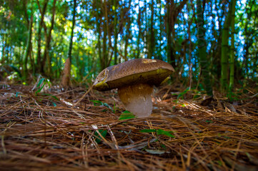 Fototapeta premium mushrooms in the forest