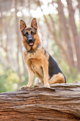 german shepherd dog in the forest sitting on a log