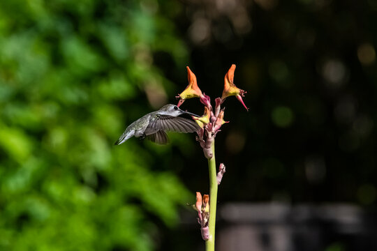 Costa's Hummingbird (Calypte costae) in Flight Feeding on Candelilla (Pedilanthus macrocarpus) Bloom