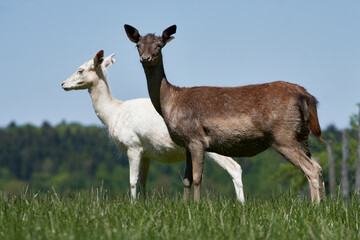 White and brown Fallow deer does (Dama dama) standing in green grass field with blue sky