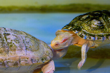 Close-up of pet water turtle in breeding tank