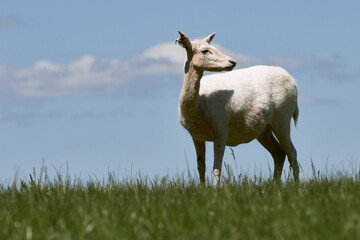 Obraz na płótnie Canvas White Fallow Deer (Dama dama) doe standing in grass.