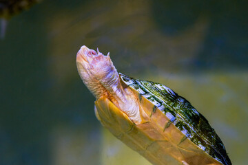 Close-up of pet water turtle in breeding tank
