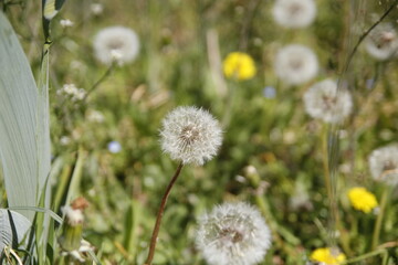 Pusteblume