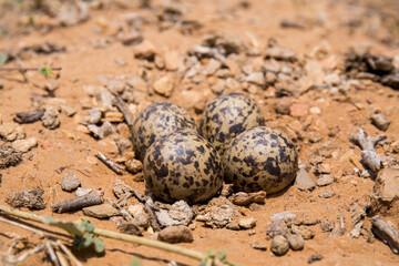 Red wattled lapwing nest, Egg,