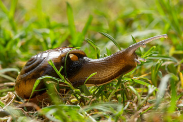 Snail, Amphibious, Gastropods, Slow