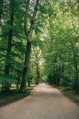 Fototapeta premium road in the forest