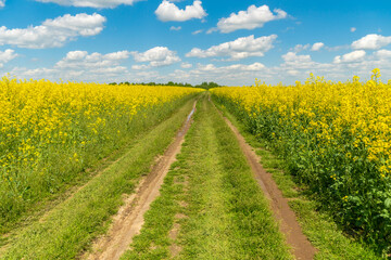Dirt road in the middle of a rapeseed field on a bright sunny day with blue sky and clouds