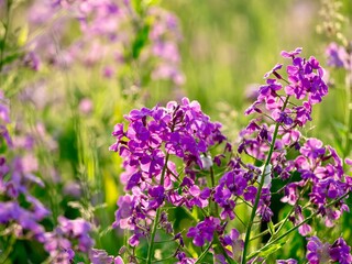Field of purple dames rocket, phlox, wildflower in the spring with a soft blurry green nature background of grass and fields in Southwestern Pennsylvania.